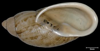 Media type: image;   Malacology 50368 Aspect: apertural